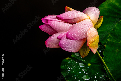 Pink and yellow Lotus Flower (Nelumbo nucifera) during a rainstorm photo
