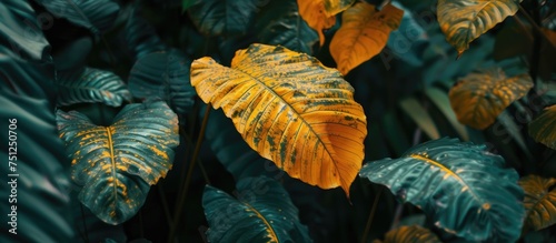 A detailed view of a plant with vibrant yellow leaves  showcasing its intricate patterns and textures. The bright yellow color stands out against the green foliage  creating a striking contrast in the