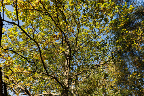 Oak tree in autumn leaf fall in sunny weather © rsooll