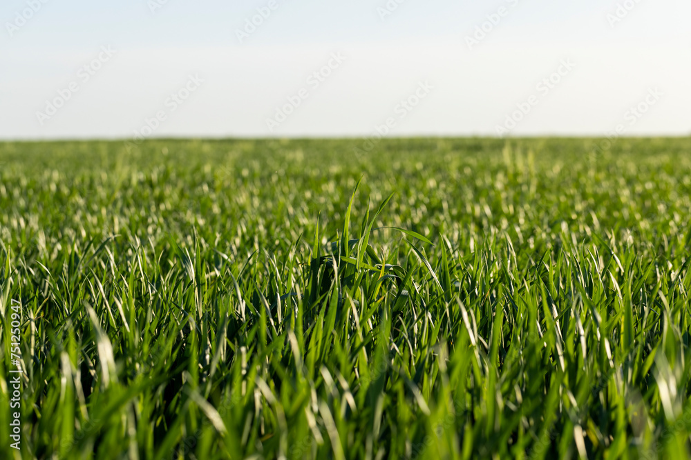 green young wheat in the field in the spring green young wheat in the field in the spring