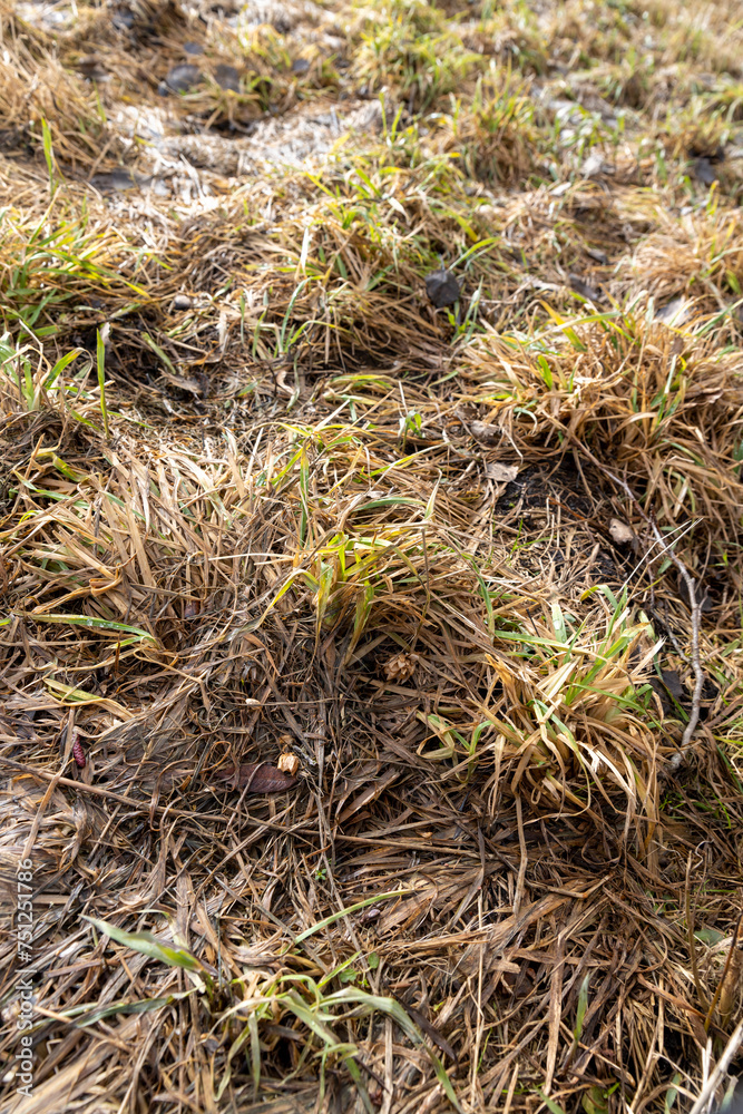 yellow and dry grass in winter after the snow melts yellow and dry grass in winter after the snow melts