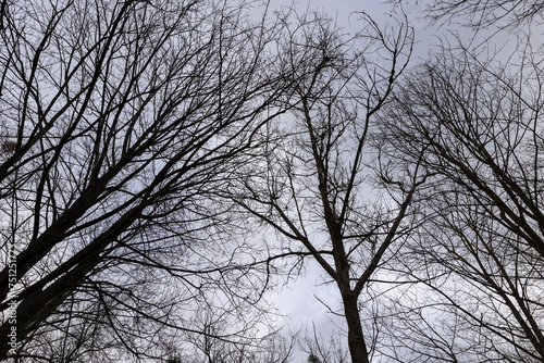 maple trees without foliage in the winter season in the forest