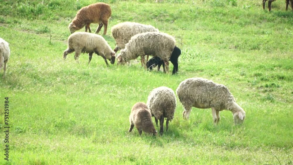 Flock of sheep grazing in a verdant green summer field. Few black, brown and white sheep are eating grass in a meadow. woolly lambs roam together, animals produced for meat. Rural village farming Flock of sheep grazing in a verdant green summer field. Few black, brown and white sheep are eating grass in a meadow. woolly lambs roam together, animals produced for meat. Rural village farming