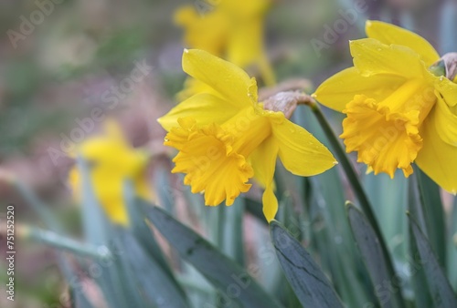 closeup on beautiful yellow daffodils blooming in a flower bed