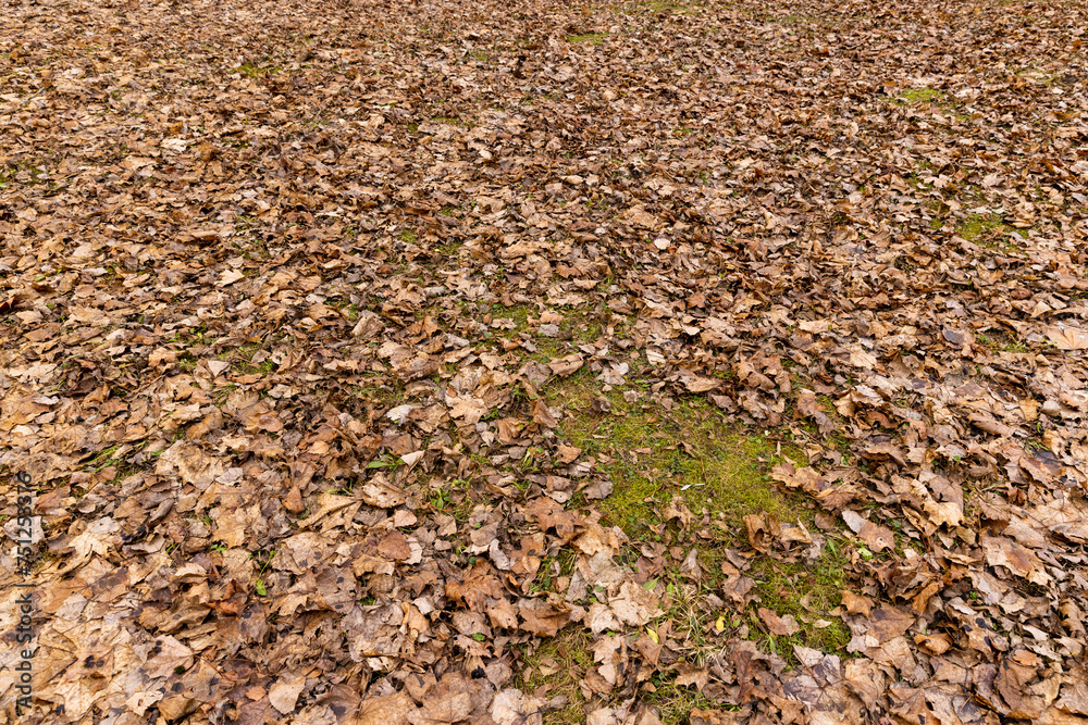 maple foliage that fell to the ground in the winter season maple foliage that fell to the ground in the winter season