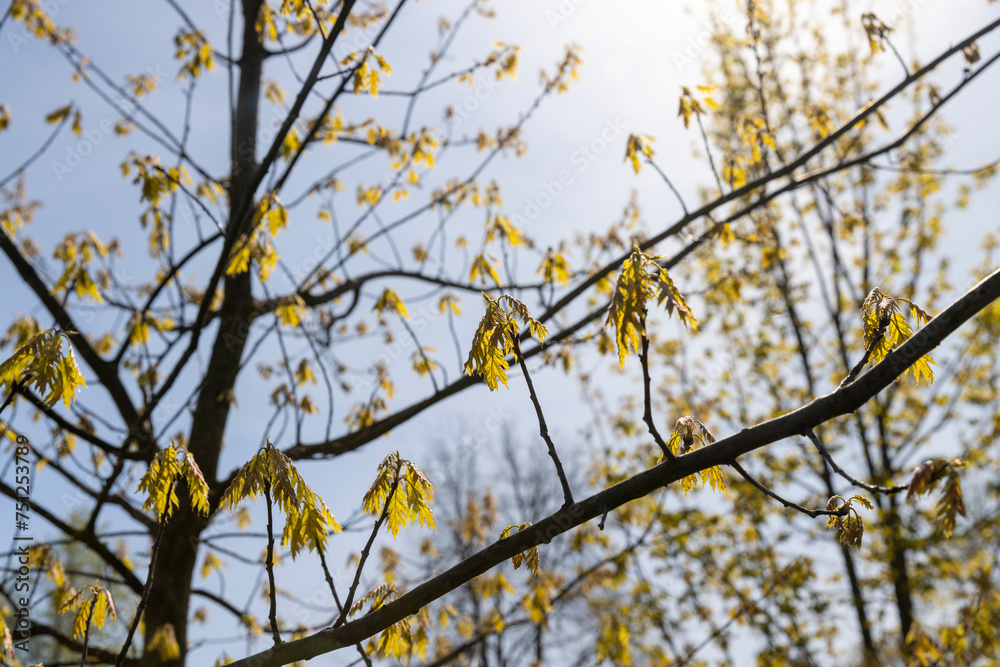 a flowering maple tree in the spring season, a spring park a flowering maple tree in the spring season, a spring park
