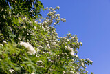 rowan flowers during flowering in spring park
