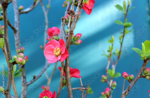 Flowering Japanese quince on a blue background. Abkhazia