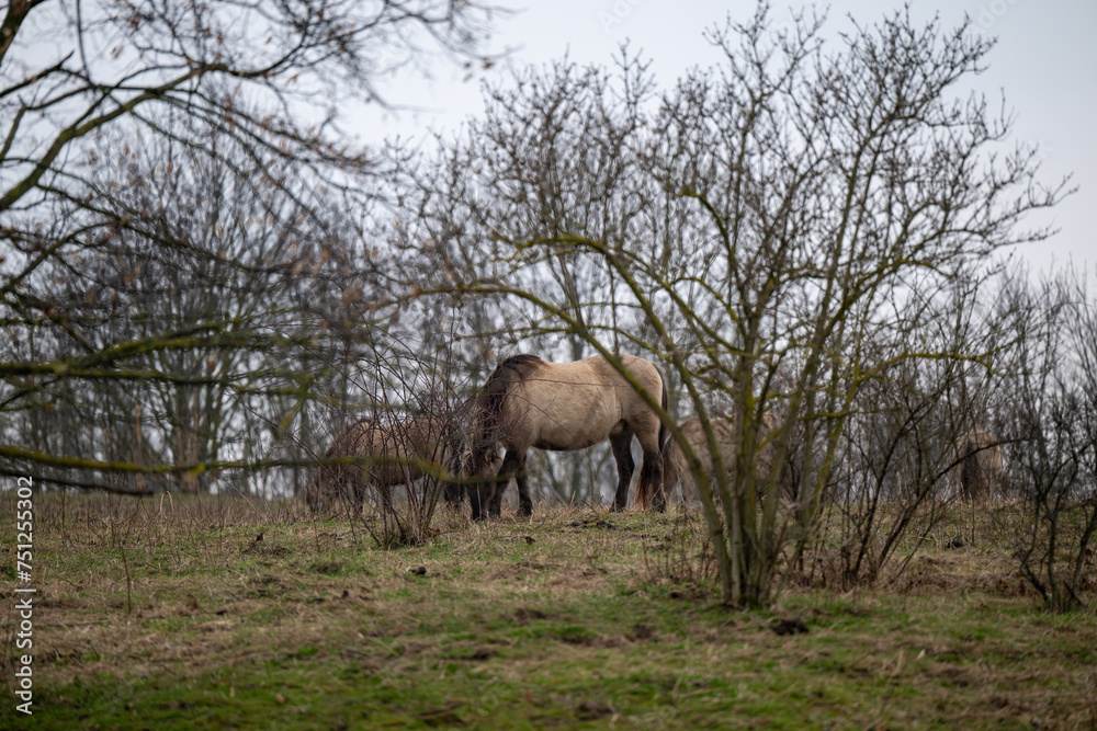 Exmoor-Pony und Konik Pferde im Landschaftspark Nohra Exmoor-Pony und Konik Pferde im Landschaftspark Nohra