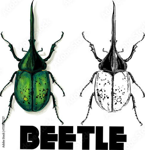 beetle on white background