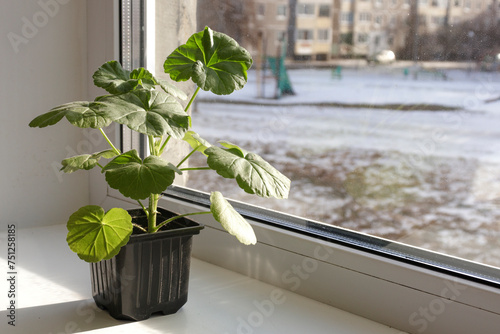 Young pelargonium seedlings stand on the window sill. rooting and growing flower plants at home by yourself.