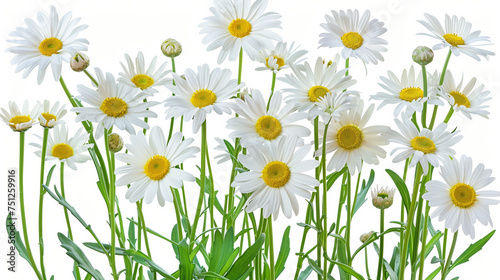 Perfect spring daisies isolated on white with clipping path