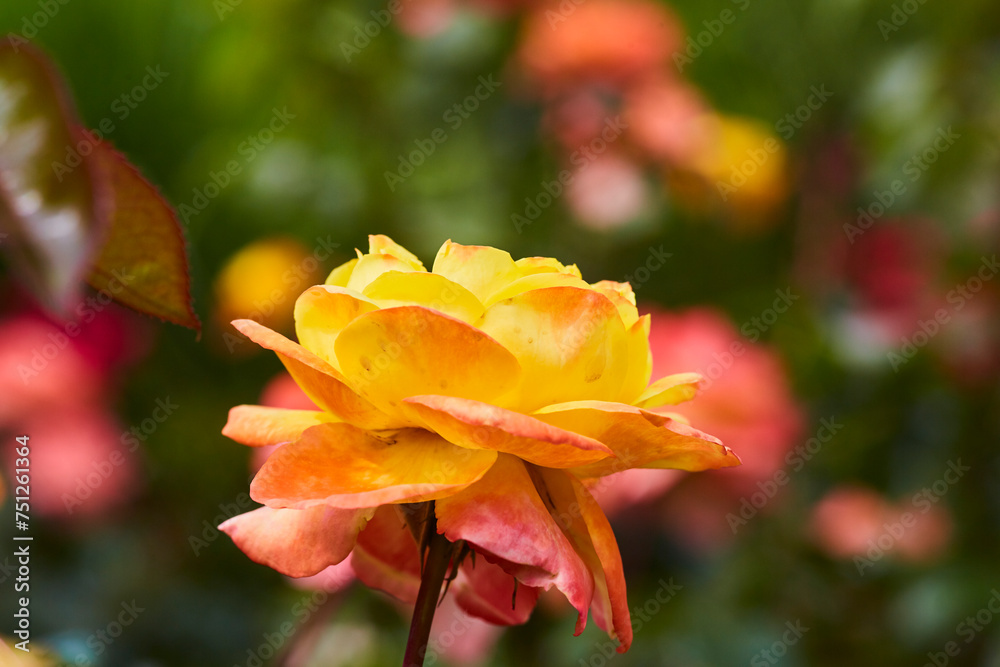 Rosen im Kurpark, Bad Sassendorf, 2023, 