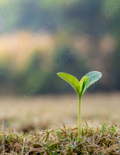 A small sprout sprouts between the dried grass.