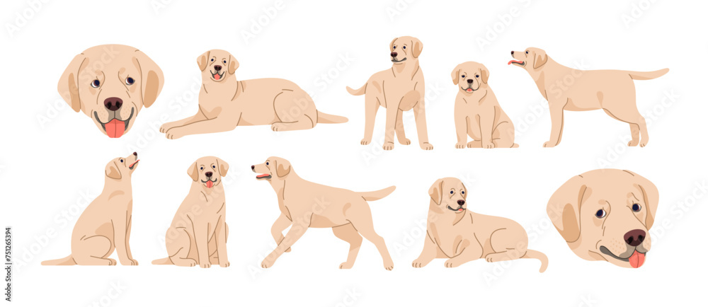 Cute dog, pup of Labrador retriever breed. Doggy, puppy, purebred lab in sitting, lying, standing, running positions set. Canine animal, pet. Flat vector illustrations isolated on white background