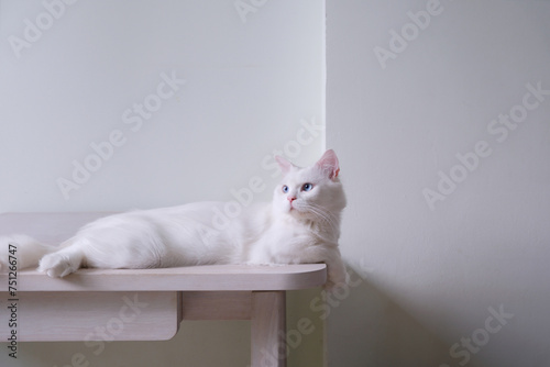 White Cat with the minimalism desk photo