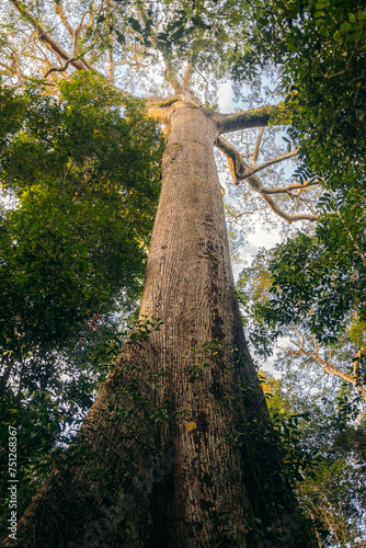 Giant tree in the forest photo