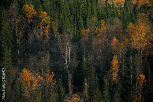 Telephoto shot of a forest woodlands of arctic northern scandinavia photo