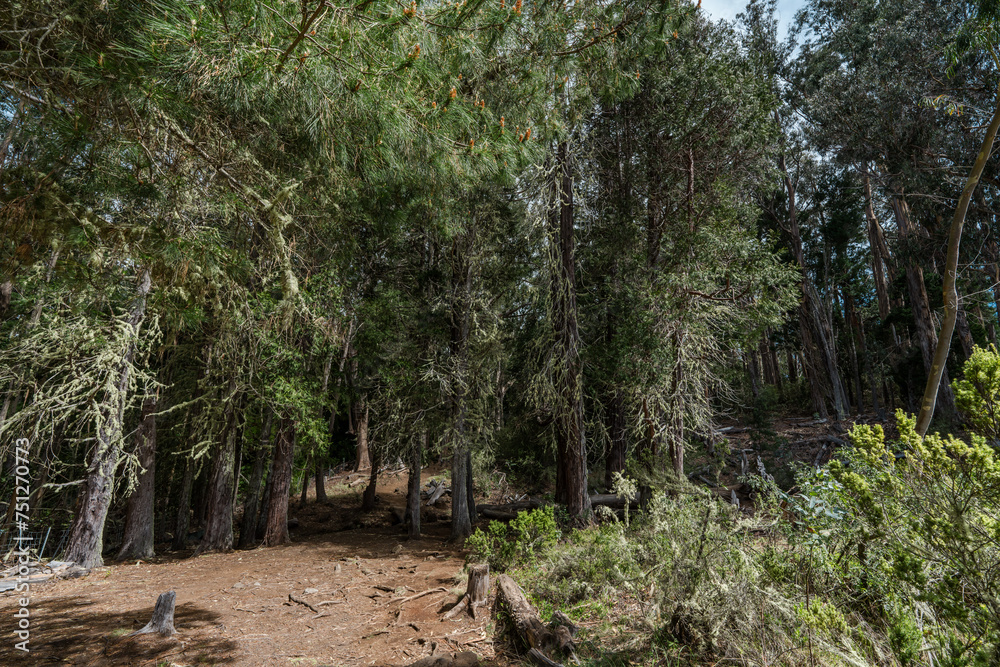 Hosmer Grove Campground Haleakalā National Park Maui Hawaii