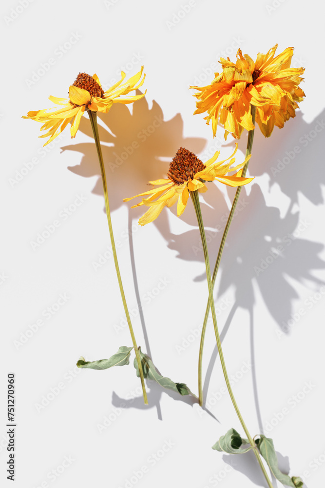 Floral autumn still life with yellow flowers on white background, Autumnal flowery pattern, beautiful shadow from sunlight. Scenery beauty Nature design, minimal style aesthetic flat lay view