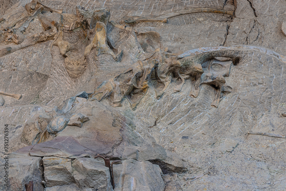 Naklejka premium Example of excavated fossilized dinosaur bones in the wall of bones on display at the Quarry Exhibit Hall in the Dinosaur National Monument in Jensen, UT