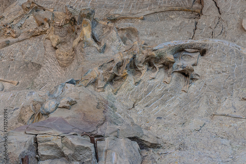 Example of excavated fossilized dinosaur bones in the wall of bones on display at the Quarry Exhibit Hall in the Dinosaur National Monument in Jensen, UT photo