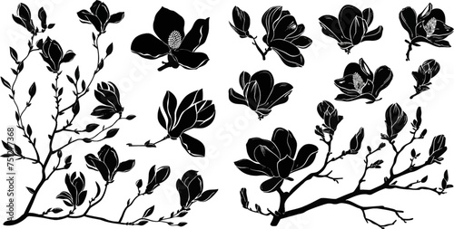 Set of magnolia branches