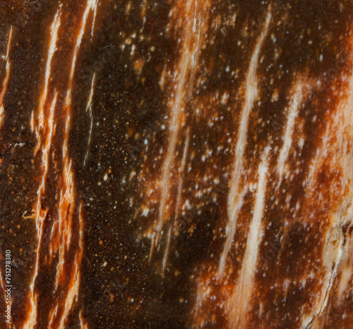Petrified fossil texture macro photo