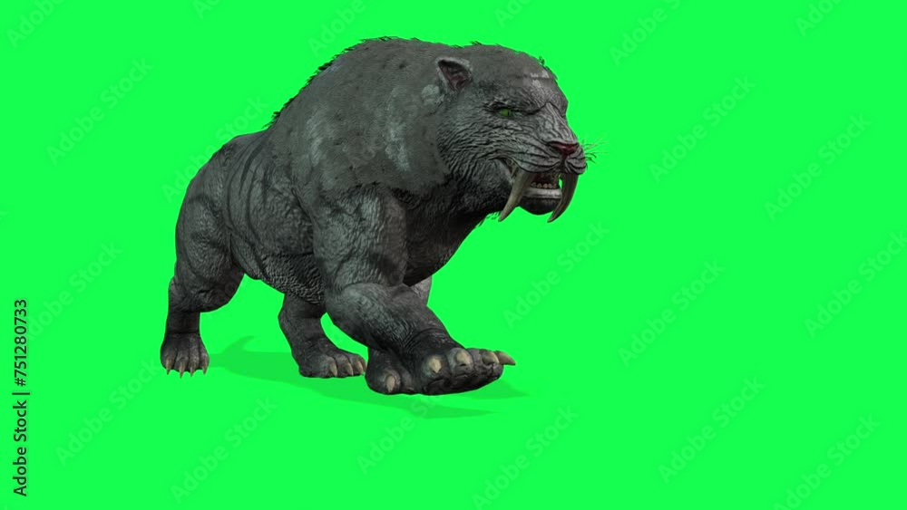animation - Detailed 3D model of a Sabertooth Tiger with snarling expression isolated on a green chroma key background. animation - Detailed 3D model of a Sabertooth Tiger with snarling expression isolated on a green chroma key background.