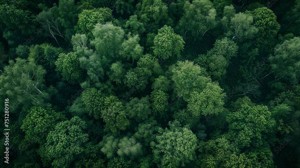 Aerial view of dense, lush green forest exuding tranquility.