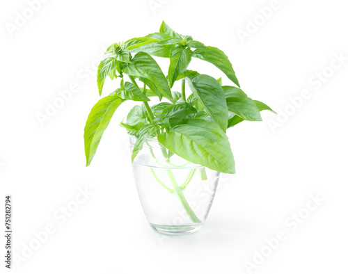 Fresh basil sprig in glass of water isolated on white background.