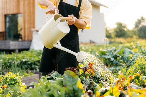 A man is watering a vegetable garden photo