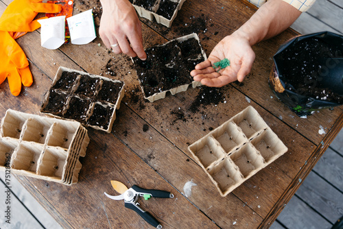A man sows seeds in pots photo