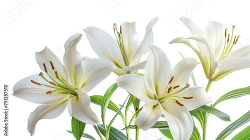 Elegant white lilies isolated on a white background, with ample copy space ideal for spring-themed designs or Easter holiday greetings