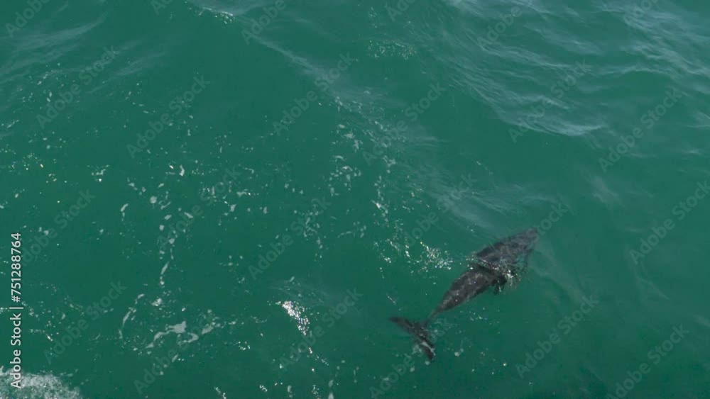 A single dolphin swims in slow motion and comes up to breath - Kaikoura, New Zealand A single dolphin swims in slow motion and comes up to breath - Kaikoura, New Zealand