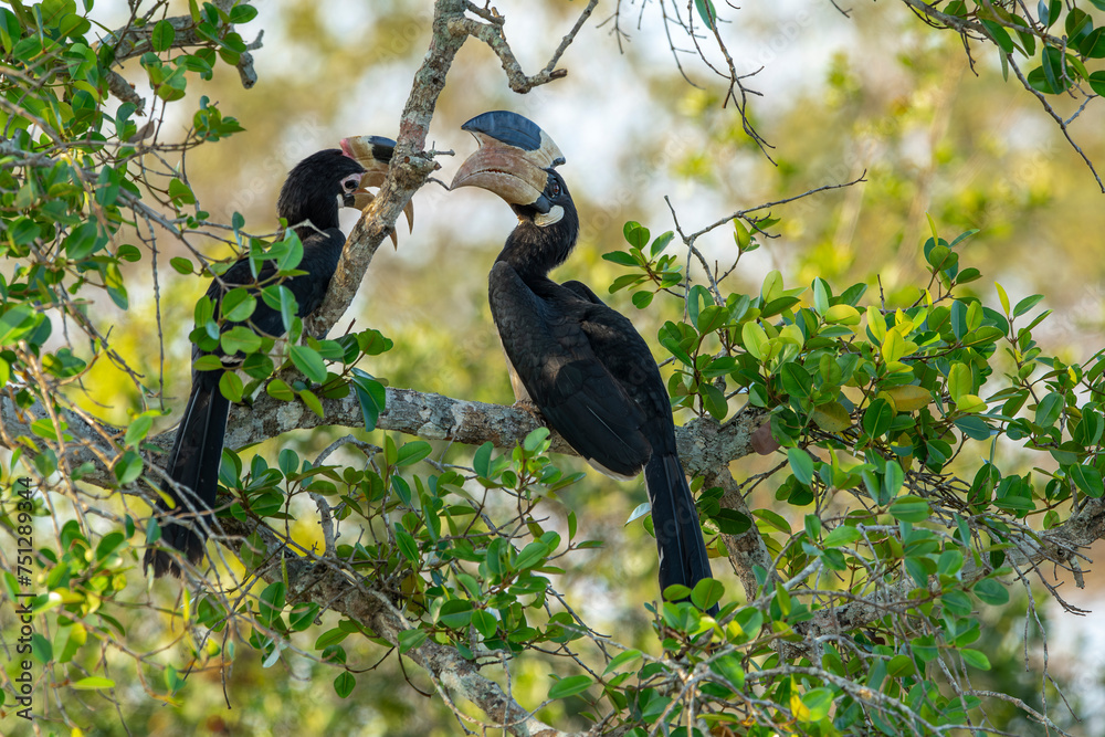 Fototapeta premium Great hornbill at Khao Yai national park, THAILAND