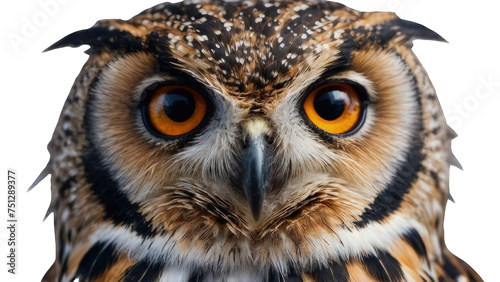 Owl, Photo of a Owl isolated on Plain White Background, Photo Studio Shoot of Owl with a Transparent/PNG Background