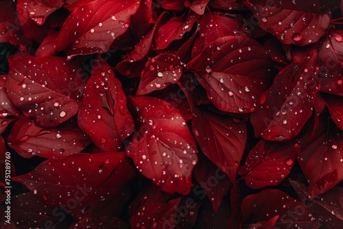 Raindrops on Red Maple Leaves - A Macro Shot Symbolizing Autumn's Wet Splendor