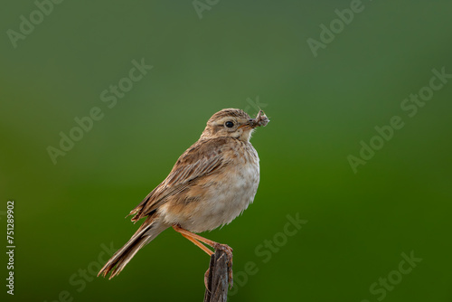 Quadro su tela tawny pipit (Anthus campestris) in natural habitat
