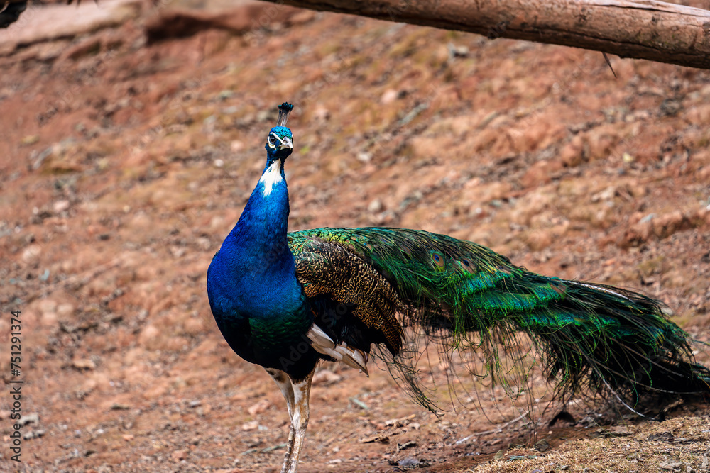 peacock with feathers
