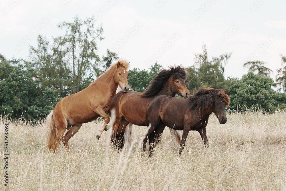 Group of Icelandic horses playing stallions in tall grass