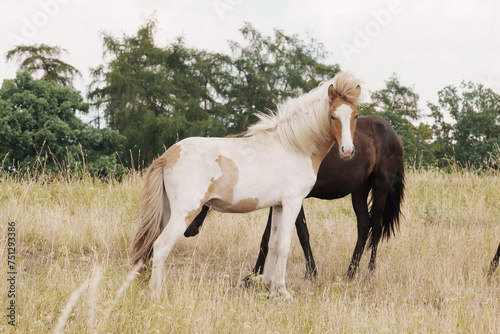 Two young bright Iceland stallion in tall grass