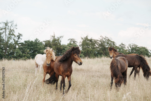 a group of Icelandic horses in the tall grass