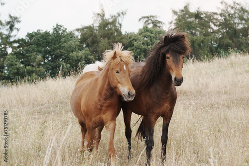 Two young bright Iceland stallion in tall grass
