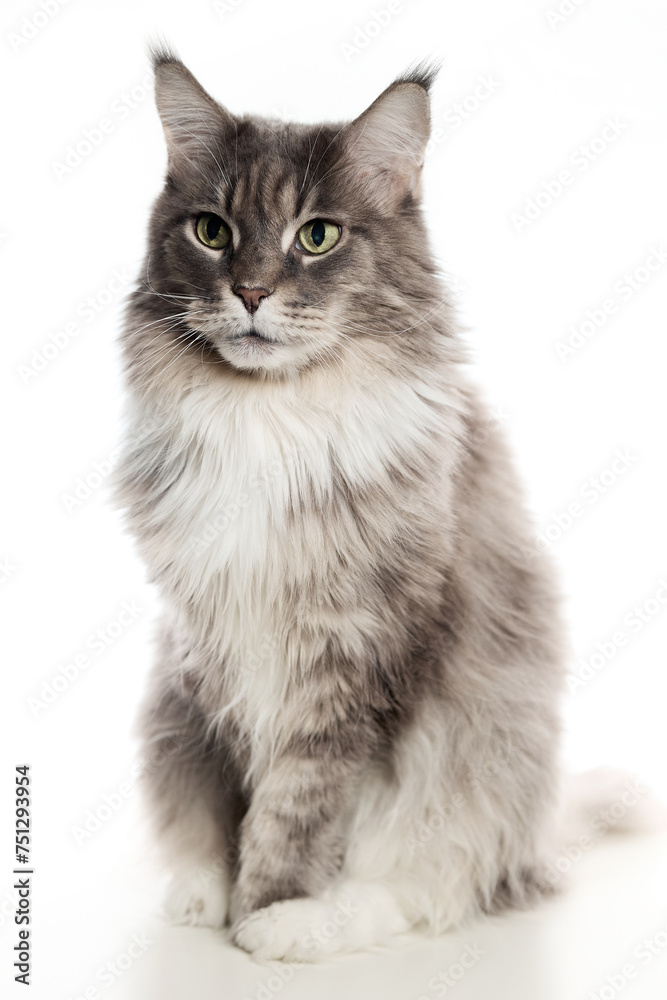 An adult purebred Maine Coon cat poses on a white background. An adult purebred Maine Coon cat poses on a white background.