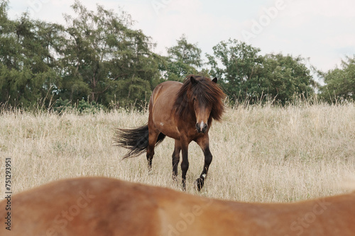  Young Icelandic horse in tall grass