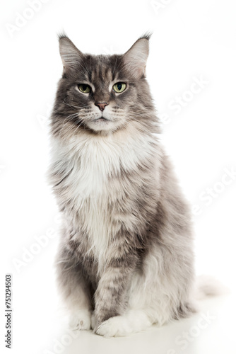 An adult maine coon cat on a white background.