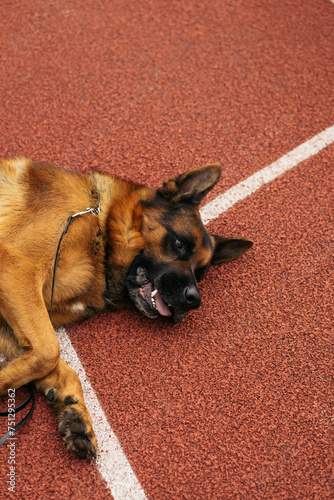 German Shepherd lying on a sports field. photo