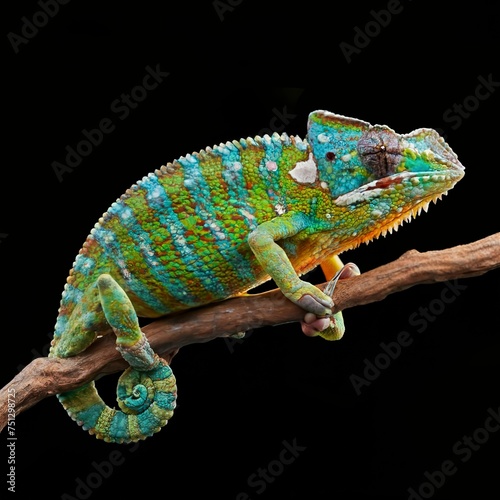 realistic multicolored chameleon with iridescent skin in speckles over black background