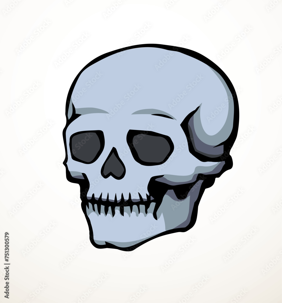 Fototapeta premium Vector drawing. Skull and neck bones